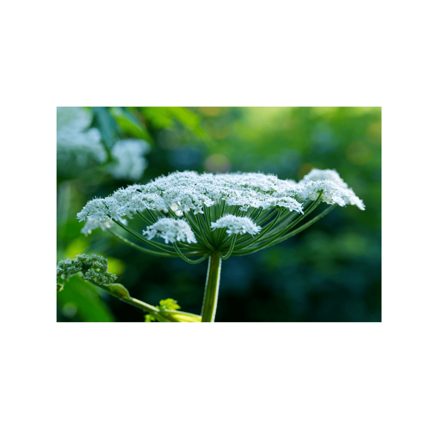 Riesenbärenklau Heracleum mantegazzianum phorosensibilisierende Furocumarine Furocumarine